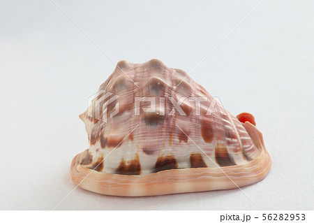 マンボウガイ 56282953