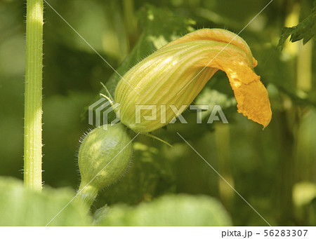 かぼちゃの花 かぼちゃの花 56283307