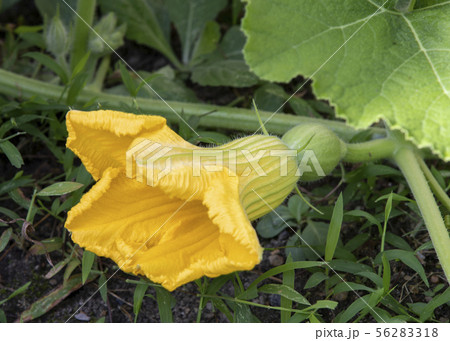 かぼちゃの花 56283318
