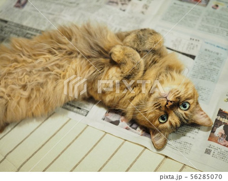 新聞の上の猫 新聞の上の猫 56285070
