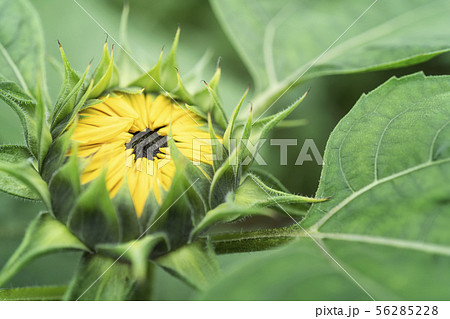 開花前のヒマワリ 56285228