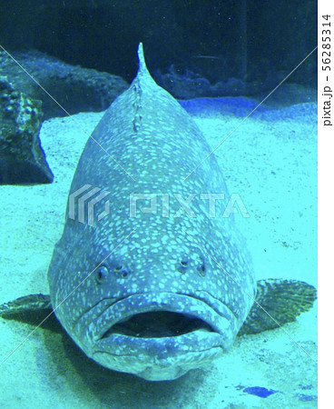 魚の顔 56285314
