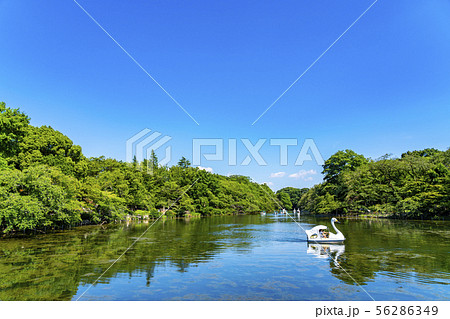【東京都】吉祥寺 井の頭公園 【東京都】吉祥寺 井の頭公園 56286349