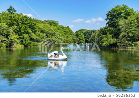 【東京都】吉祥寺　井の頭公園 56286352
