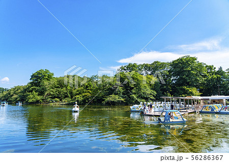 【東京都】吉祥寺 井の頭公園 【東京都】吉祥寺 井の頭公園 56286367
