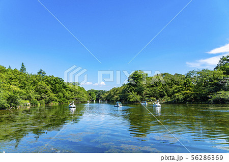 【東京都】吉祥寺 井の頭公園 【東京都】吉祥寺 井の頭公園 56286369