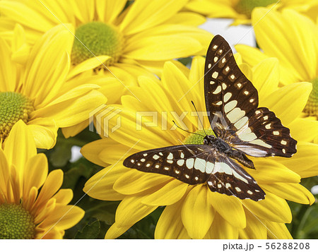 Common Jay Butterfly 56288208