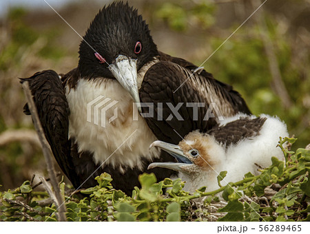 Mother and Baby Masked Boobies 56289465