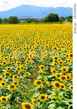 神奈川県座間市ひまわり畑　満開の向日葵 56290669