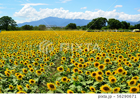 神奈川県座間市ひまわり畑 満開の向日葵 神奈川県座間市ひまわり畑 満開の向日葵 56290671