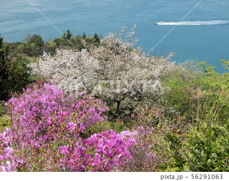 ツツジの開花を迎えた伯方島　開山公園　多々羅大橋 56291063