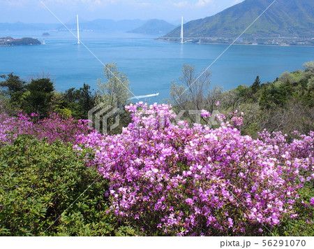 ツツジの開花を迎えた伯方島 開山公園 多々羅大橋 ツツジの開花を迎えた伯方島 開山公園 多々羅大橋 56291070