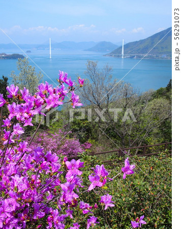 ツツジの開花を迎えた伯方島 開山公園 多々羅大橋 ツツジの開花を迎えた伯方島 開山公園 多々羅大橋 56291073