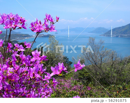ツツジの開花を迎えた伯方島　開山公園　多々羅大橋 56291075