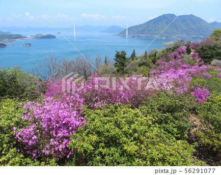 ツツジの開花を迎えた伯方島 開山公園 多々羅大橋 ツツジの開花を迎えた伯方島 開山公園 多々羅大橋 56291077