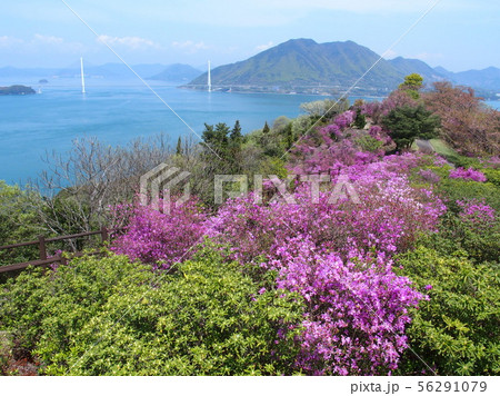 ツツジの開花を迎えた伯方島 開山公園 多々羅大橋 ツツジの開花を迎えた伯方島 開山公園 多々羅大橋 56291079