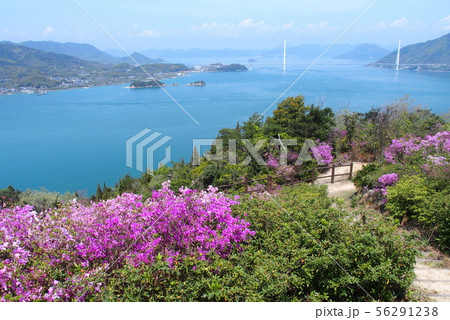 ツツジの開花を迎えた伯方島　開山公園　多々羅大橋 56291238