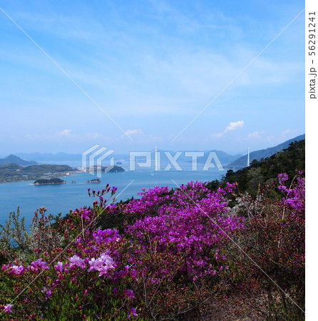 ツツジの開花を迎えた伯方島 開山公園 多々羅大橋 ツツジの開花を迎えた伯方島 開山公園 多々羅大橋 56291241