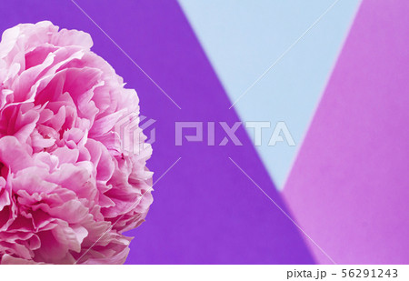 Composition with flowers. Peonies. Women's cards 56291243