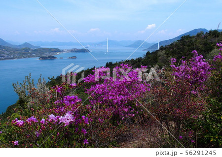ツツジの開花を迎えた伯方島　開山公園　多々羅大橋 56291245