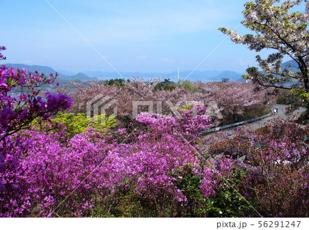 ツツジの開花を迎えた伯方島　開山公園　多々羅大橋 56291247