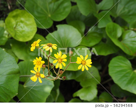 黄色いツワブキの花 黄色いツワブキの花 56294568