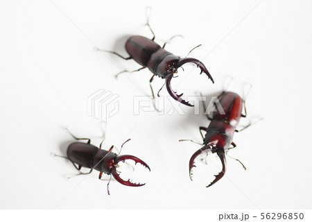 ノコギリクワガタ　ホワイトバック　昆虫　虫　生物　夏休み 56296850