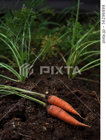 獲れたてにんじん 56296899