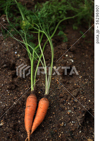 獲れたてにんじん 56296907