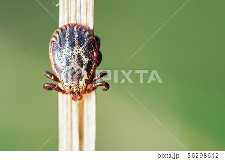 Mite sitting on a dry grass and waiting for his victim 56298642