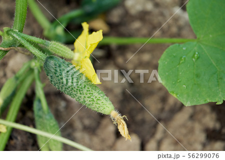 Cucumbers growing and blooming in small village greenhouse 56299076
