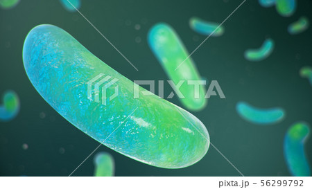 Rod-shaped bacteria, bacteria in intestines living organism as necessary element or causative agent Rod-shaped bacteria, bacteria in intestines living organism as necessary element or causative agent 56299792