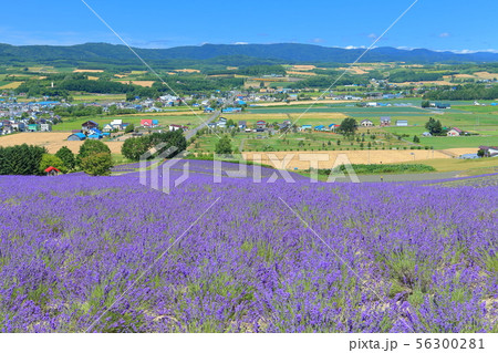 【北海道】満開の日の出公園ラベンダー園 56300281