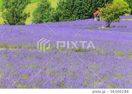 【北海道】満開の日の出公園ラベンダー園 56300288