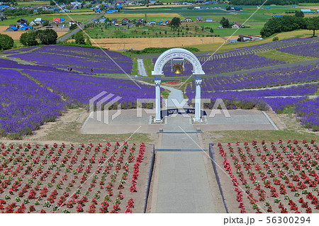 【北海道】満開の日の出公園ラベンダー園 56300294