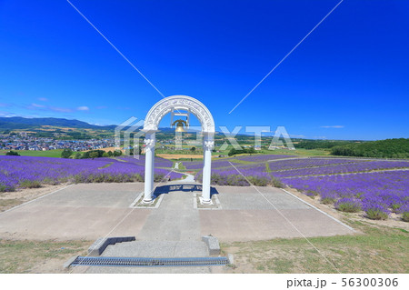【北海道】満開の日の出公園ラベンダー園 56300306