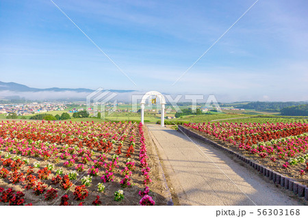 日の出公園展望台 (6月　晴れ　早朝) 56303168