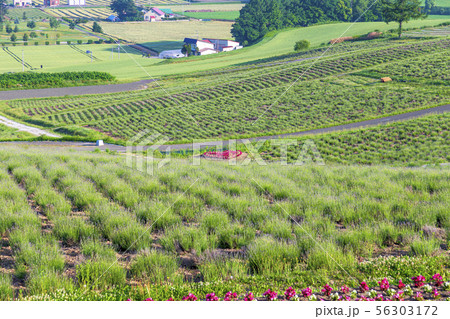 日の出公園展望台 (6月　晴れ　早朝) 56303172