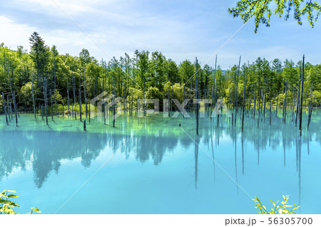 白金の青い池　(6月　美瑛白金青い池) 56305700