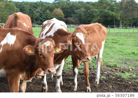 牧場の牛 56307186