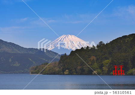 【箱根】芦ノ湖と富士山（芦ノ湖湖畔） 56310561