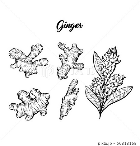 Ginger and flower blossoming plant spice set. Botanical vector illustration 56313168