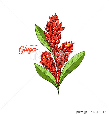 Gingerflower Blossoming Plant Spice Botanical のイラスト素材