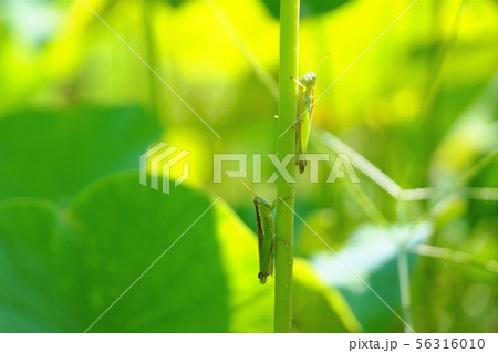 ハネナガイナゴ 56316010