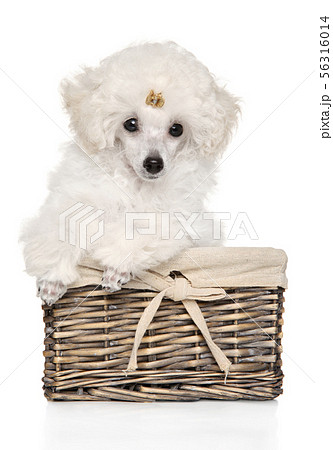 White Toy Poodle Puppy Sitting In A Wicker Basketの写真素材