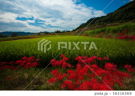 奈良県御所市の葛城古道の彼岸花を撮影したものの写真素材
