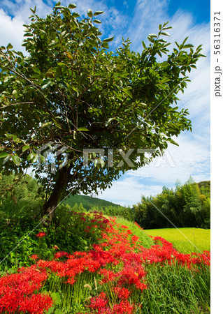 奈良県御所市の葛城古道の彼岸花を撮影したもの 奈良県御所市の葛城古道の彼岸花を撮影したもの 56316371