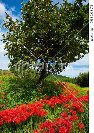 奈良県御所市の葛城古道の彼岸花を撮影したもの 奈良県御所市の葛城古道の彼岸花を撮影したもの 56316373