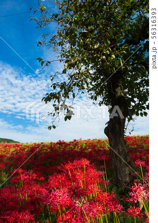 奈良県御所市の葛城古道の彼岸花を撮影したもの 56316393