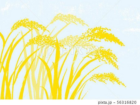 稲 水彩画 稲 水彩画 56316820